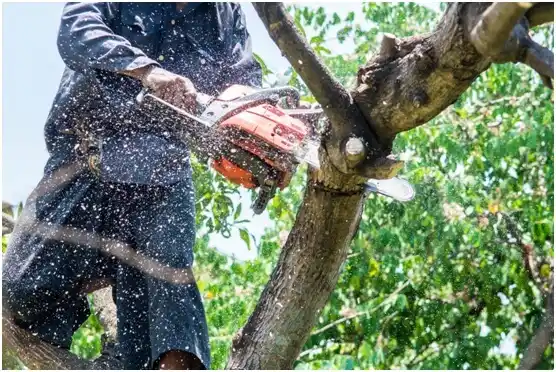 tree services Reedsville